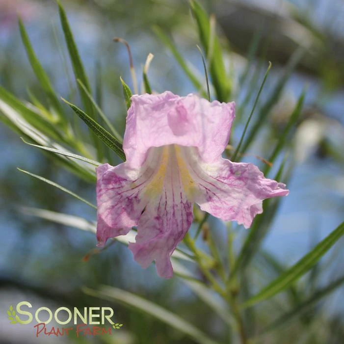 CONCHAS DAM PINK DESERT WILLOW 3 CONCHAS DAM PINK DESERT WILLOW
