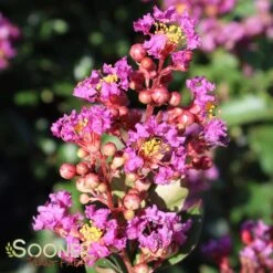 PURPLE COW™ CRAPEMYRTLE