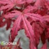 AMAGI SHIGURE UPRIGHT JAPANESE MAPLE -Verdant Zone DETA 3100