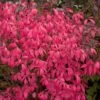 UNFORGETTABLE FIRE® DWARF BURNING BUSH -Verdant Zone DETA 3109