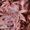 DRAGON TEARS™ WEEPING JAPANESE MAPLE 1 DRAGON TEARS™ WEEPING JAPANESE MAPLE -Verdant Zone DETA 3118