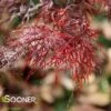 RED FILIGREE LACE WEEPING JAPANESE MAPLE -Verdant Zone DETA 3260