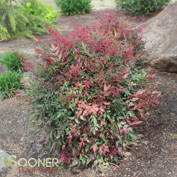 OBSESSION™ NANDINA 4 OBSESSION™ NANDINA - Image 2