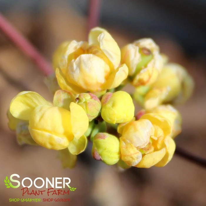 CREEPING MAHONIA 5 CREEPING MAHONIA - Image 3