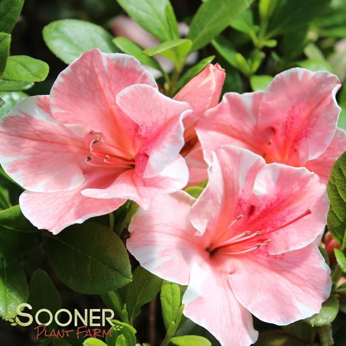 AUTUMN SUNBURST® ENCORE® AZALEA 4 AUTUMN SUNBURST® ENCORE® AZALEA - Image 2