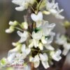 ROYAL WHITE REDBUD 2 ROYAL WHITE REDBUD -Verdant Zone DETA 3334