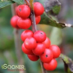 LITTLE GOBLIN® ORANGE WINTERBERRY HOLLY -Verdant Zone DETA 3356