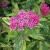 DOUBLE PLAY® PAINTED LADY® SPIRAEA 2 DOUBLE PLAY® PAINTED LADY® SPIRAEA -Verdant Zone DETA 3365