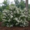 WEDDING CAKE® SPIRAEA -Verdant Zone DETA 3366