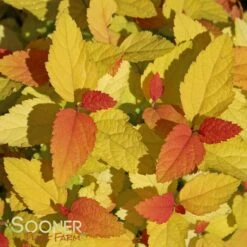 DOUBLE PLAY® CANDY CORN® SPIRAEA -Verdant Zone DETA 3367