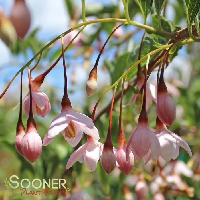 MARLEY'S PINK® WEEPING JAPANESE SNOWBELL 3 MARLEY'S PINK® WEEPING JAPANESE SNOWBELL