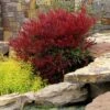 ALL-A-GLOW™ DWARF NANDINA 1 ALL-A-GLOW™ DWARF NANDINA -Verdant Zone DETA 3393