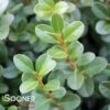 SPRINTER® BOXWOOD 2 SPRINTER® BOXWOOD -Verdant Zone DETA 3424