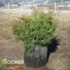 CELTIC PRIDE® SIBERIAN CYPRESS 1 CELTIC PRIDE® SIBERIAN CYPRESS -Verdant Zone DETA 3444