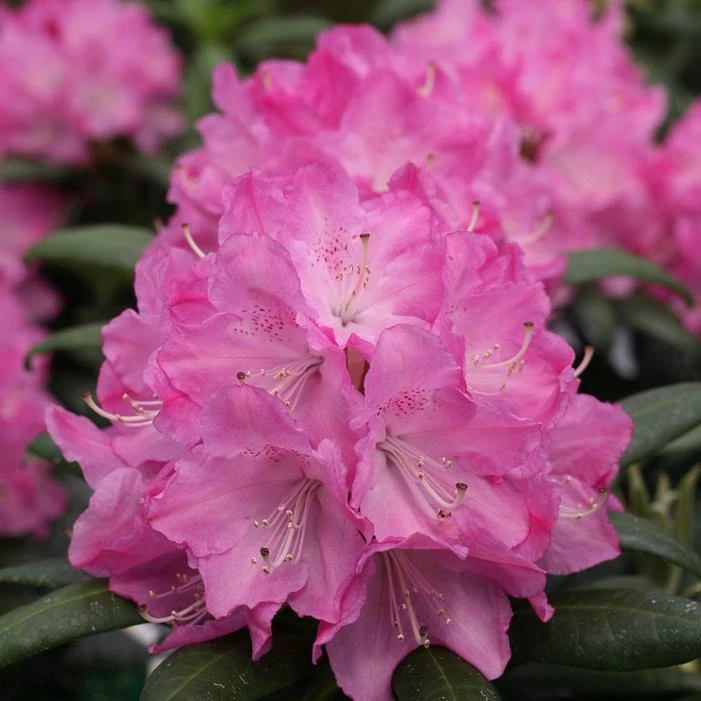 DANDY MAN® PINK RHODODENDRON 3 DANDY MAN® PINK RHODODENDRON