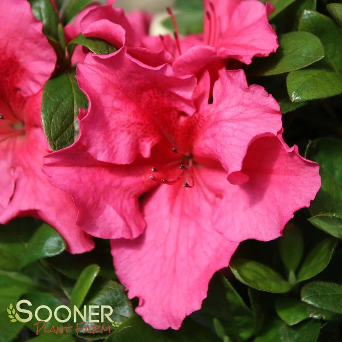 BLOOM-A-THON® HOT PINK AZALEA 6 BLOOM-A-THON® HOT PINK AZALEA - Image 4
