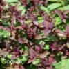 DOUBLE PLAY® RED SPIRAEA -Verdant Zone DETA 3452