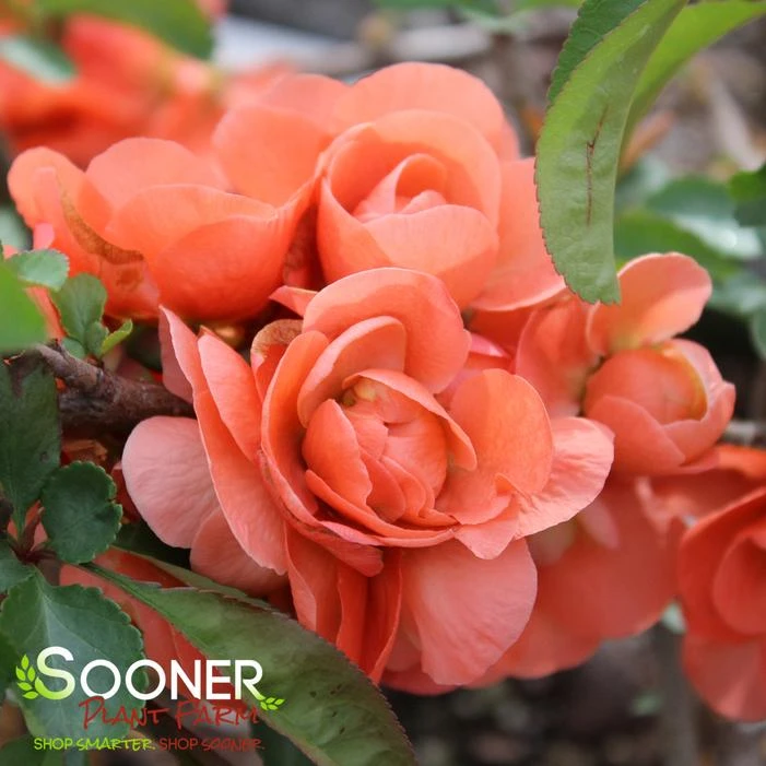 DOUBLE TAKE® PEACH STORM QUINCE 4 DOUBLE TAKE® PEACH STORM QUINCE - Image 2