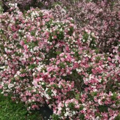 CZECHMARK TRILOGY® WEIGELA 11 CZECHMARK TRILOGY® WEIGELA -Verdant Zone DETA 3617
