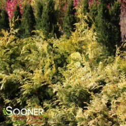 RAY OF LIGHT™ FALSE CYPRESS 11 RAY OF LIGHT™ FALSE CYPRESS -Verdant Zone DETA 3618