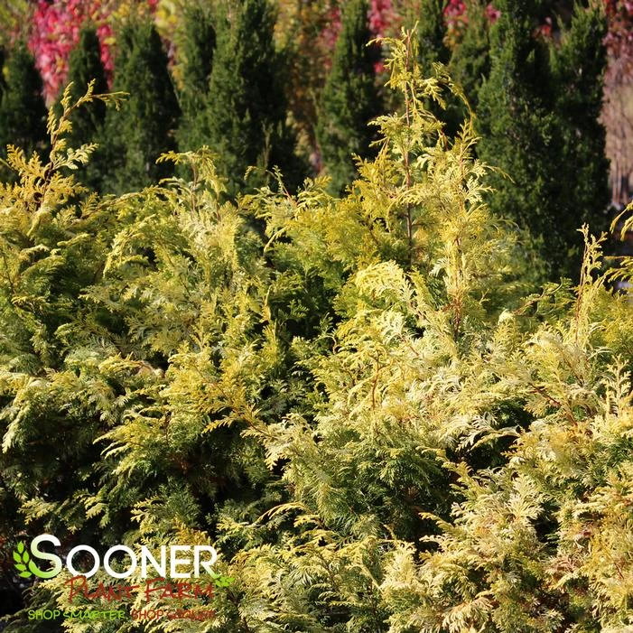 RAY OF LIGHT™ FALSE CYPRESS 7 RAY OF LIGHT™ FALSE CYPRESS - Image 5