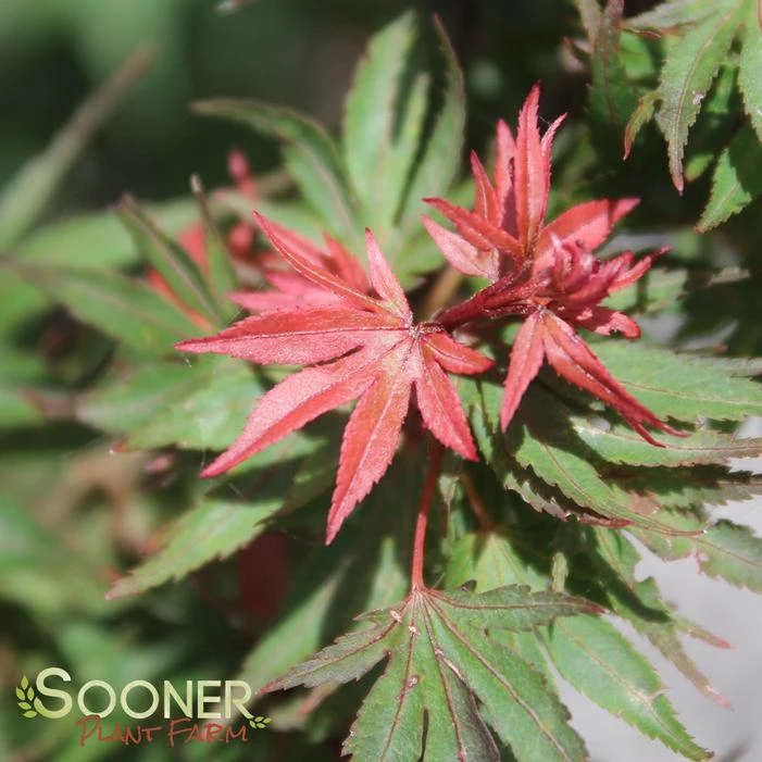 KOTO HIME DWARF UPRIGHT JAPANESE MAPLE 3 KOTO HIME DWARF UPRIGHT JAPANESE MAPLE