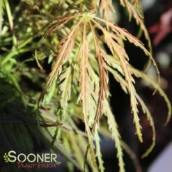 EMMA WEEPING JAPANESE MAPLE