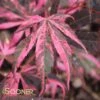 RAINBOW UPRIGHT JAPANESE MAPLE -Verdant Zone DETA 3692