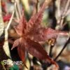 RED FLASH UPRIGHT JAPANESE MAPLE -Verdant Zone DETA 3693