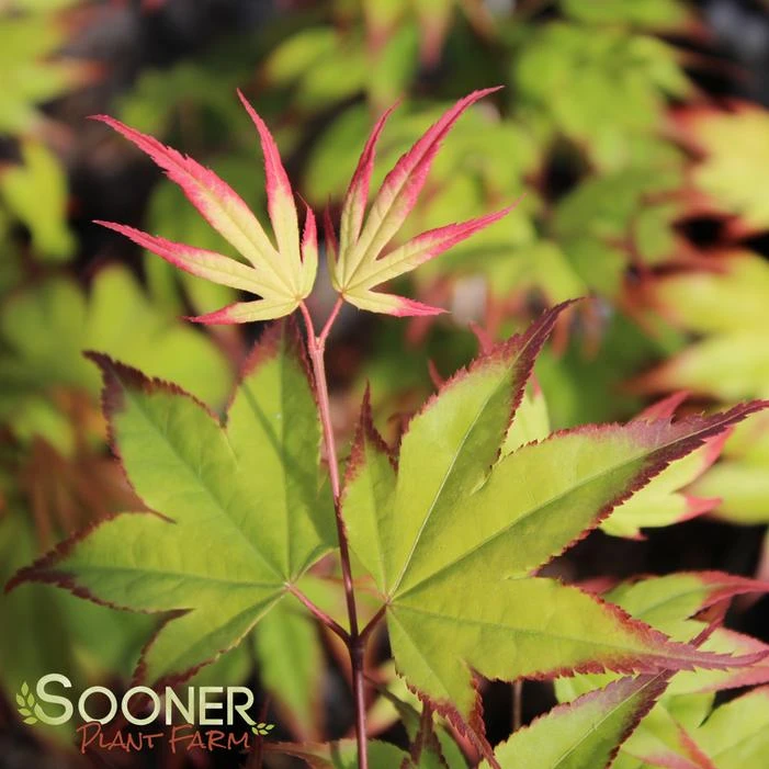 TSUMA GAKI UPRIGHT JAPANESE MAPLE 3 TSUMA GAKI UPRIGHT JAPANESE MAPLE