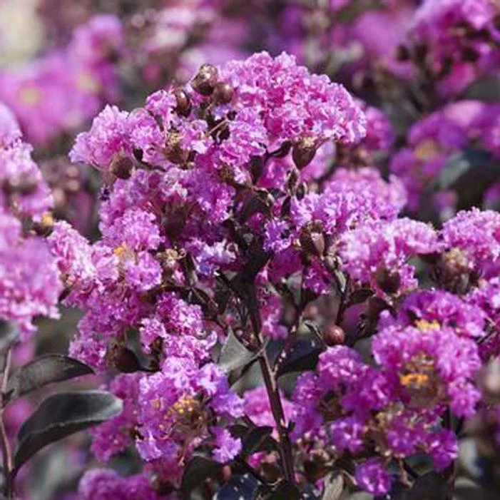 BLACK DIAMOND® PURELY PURPLE CRAPEMYRTLE 4 BLACK DIAMOND® PURELY PURPLE CRAPEMYRTLE - Image 2