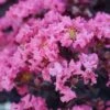 BLACK DIAMOND® SHELL PINK CRAPEMYRTLE