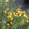 SISTER DISCO® SCOTCH BROOM 1 SISTER DISCO® SCOTCH BROOM -Verdant Zone DETA 3733