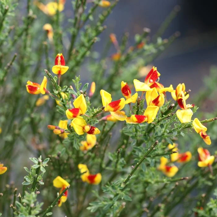 SISTER DISCO® SCOTCH BROOM 3 SISTER DISCO® SCOTCH BROOM