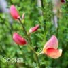 SISTER ROSIE® SCOTCH BROOM -Verdant Zone DETA 3735