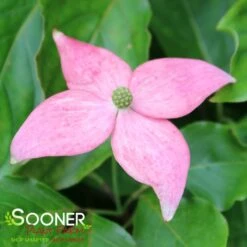SCARLET FIRE™ KOUSA DOGWOOD