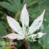 FLOATING CLOUD UPRIGHT JAPANESE MAPLE -Verdant Zone DETA 3777