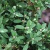 WINTERGREEN KOREAN BOXWOOD 1 WINTERGREEN KOREAN BOXWOOD -Verdant Zone DETA 3802