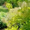 WINECRAFT GOLD® SMOKETREE 2 WINECRAFT GOLD® SMOKETREE -Verdant Zone DETA 3842