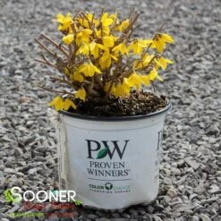 FLYING MACHINE® FORSYTHIA -Verdant Zone DETA 3844