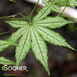 ALPINE SILVER THREAD UPRIGHT JAPANESE MAPLE