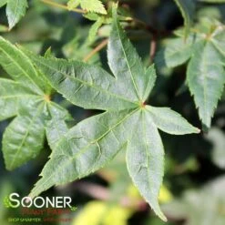 KATSURA NISHIKI UPRIGHT JAPANESE MAPLE -Verdant Zone DETA 3861