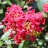 RIKKI TIKKI® ROUGE CRAPEMYRTLE -Verdant Zone DETA 3888