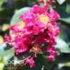 RIKKI TIKKI® PINK CRAPEMYRTLE -Verdant Zone DETA 3889