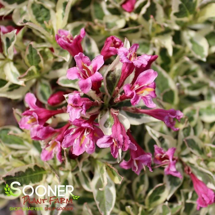 MY MONET PURPLE EFFECT® WEIGELA 3 MY MONET PURPLE EFFECT® WEIGELA