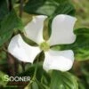 VENUS® DOGWOOD 1 VENUS® DOGWOOD -Verdant Zone DETA 3918