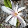 LEONARD MESSEL MAGNOLIA 1 LEONARD MESSEL MAGNOLIA -Verdant Zone DETA 3927