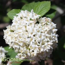 KOREAN SPICE VIBURNUM -Verdant Zone DETA 404