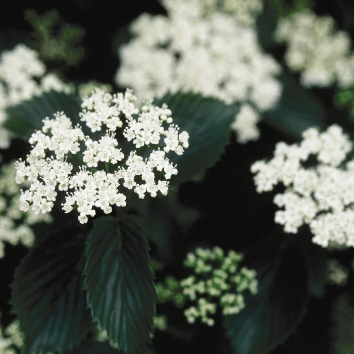 CHICAGO LUSTRE® VIBURNUM 4 CHICAGO LUSTRE® VIBURNUM - Image 2