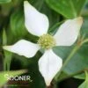GREENSLEEVES KOUSA DOGWOOD -Verdant Zone DETA 4071